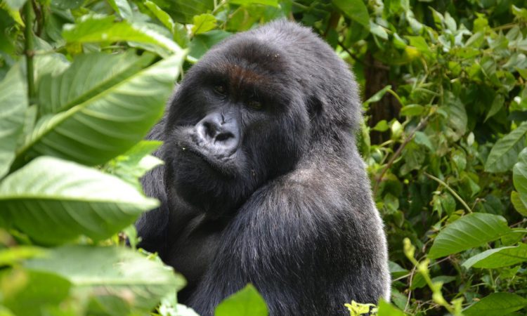 Uganda Mountain Gorilla Families