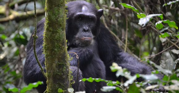 Chimpanzee Trekking in Tanzania