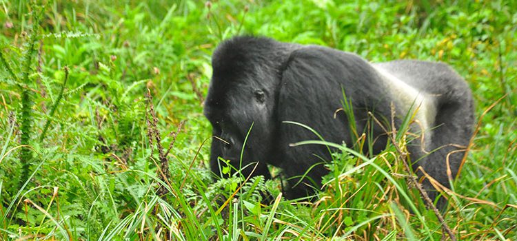 4 Days Kigoma Chimpanzee Tracking